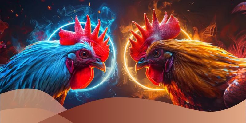 Tiện ích của việc đặt kèo đá gà rừng cựa sắt tại Loto188