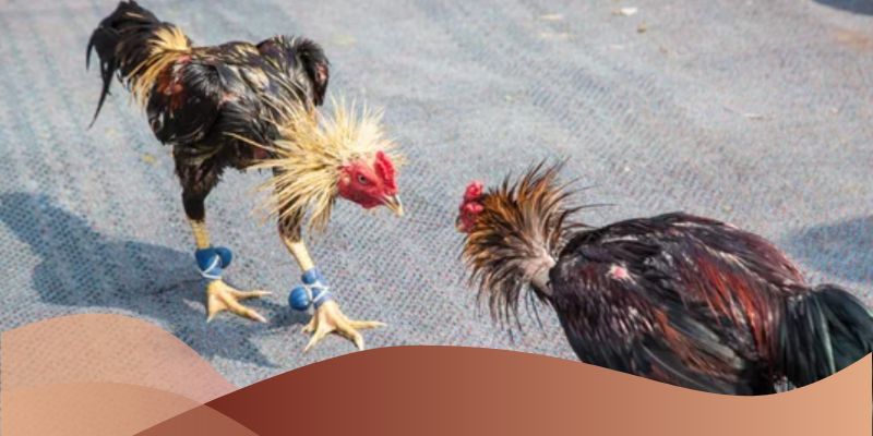 Ưu tiên những chiến kê có lối đá linh hoạt, ra đòn chuẩn xác