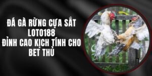 Đá Gà Rừng Cựa Sắt Loto188 - Đỉnh Cao Kịch Tính Cho Bet Thủ