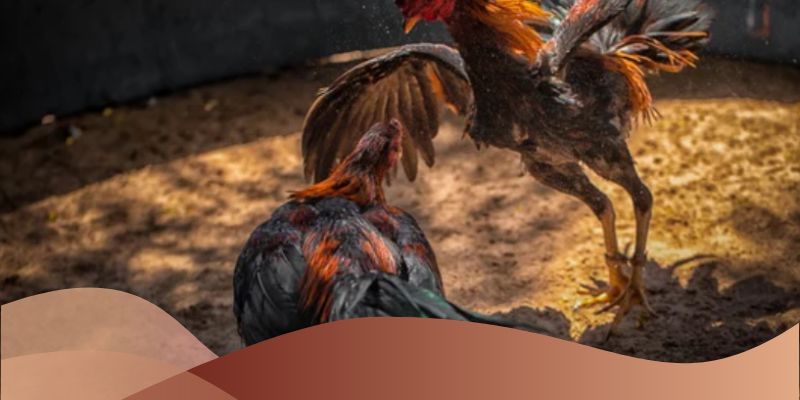 Điểm nổi bật của hình thức đá gà trực tiếp thomo tại Loto188