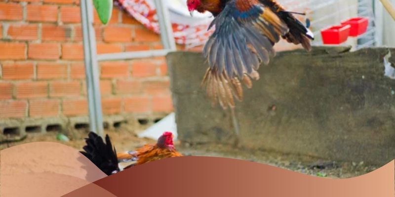 Hoàn trả cược thua hàng tuần cho các bet thủ cược đá gà