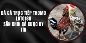 Đá Gà Trực Tiếp Thomo Loto188 - Sân Chơi Cá Cược Uy Tín