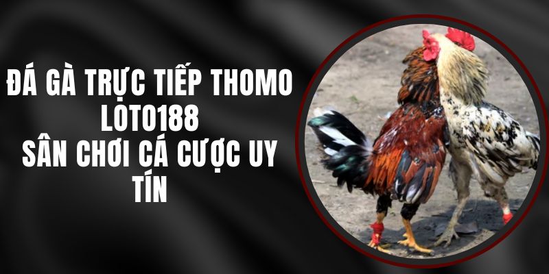 Đá Gà Trực Tiếp Thomo Loto188 - Sân Chơi Cá Cược Uy Tín