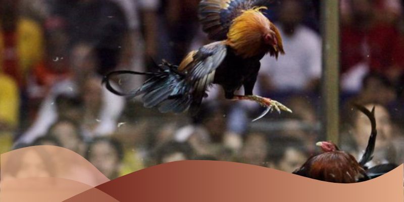 Các điểm nổi trội của kèo đá gà lục đại tranh hùng tại Loto188