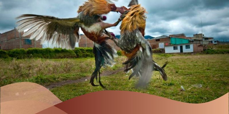 Lựa chọn kèo cược phù hợp với diễn biến trận đấu