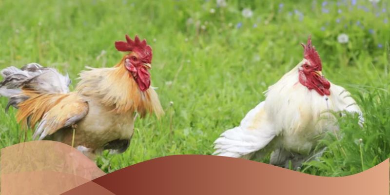 Khám phá các hình thức đá gà phổ biến tại Loto188