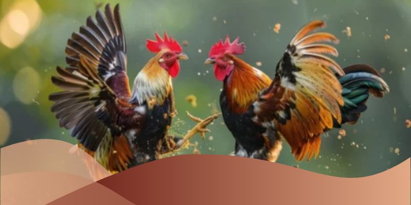 Đánh giá chiến thuật và chiến lược của từng kê sư cùng tham gia