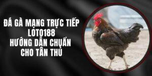 Đá Gà Mạng Trực Tiếp Loto188 – Hướng Dẫn Chuẩn Cho Tân Thủ 