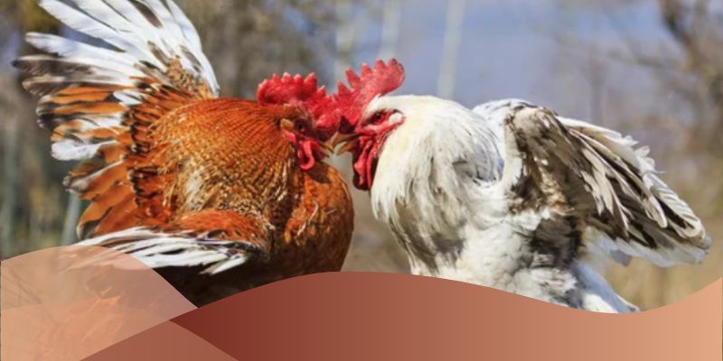 Các đặc điểm nổi bật của kèo đá gà nòi thomo tại Loto188