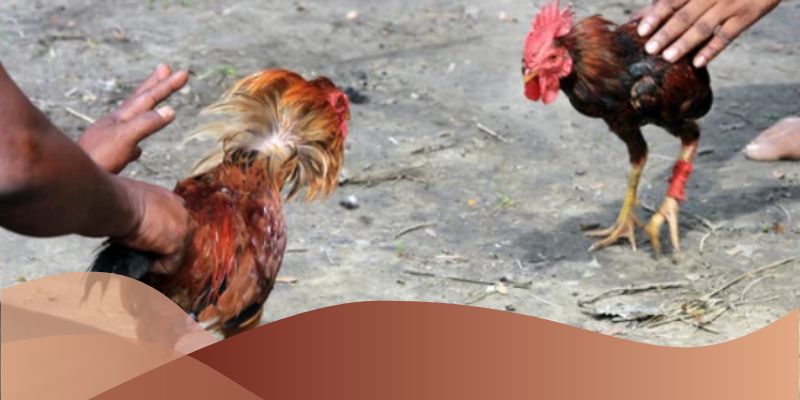 Tính toán tỷ lệ cược hợp lý để tối đa hóa lợi nhuận