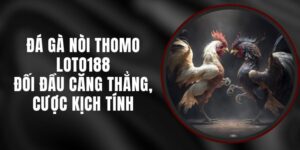 Đá Gà Nòi Thomo Loto188 - Đối Đầu Căng Thẳng, Cược Kịch Tính