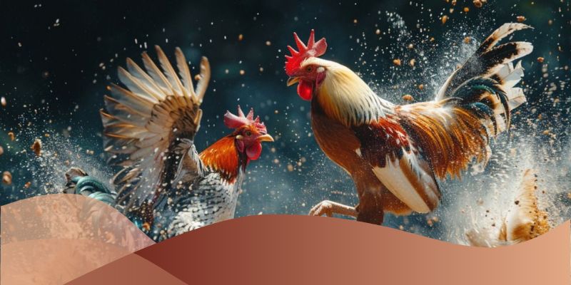 Cách chọn gà khi đặt cược kèo gà đá đẳng cấp trực tiếp Loto188