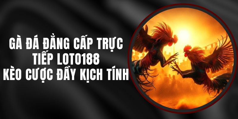 Gà Đá Đẳng Cấp Trực Tiếp Loto188 - Kèo Cược Đầy Kịch Tính